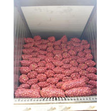 New Crop Red Onion